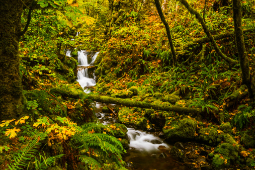 Beautiful stream flowing in Columbia River Gorge, Oregon, USA on a fine autumn dayPlease see my Autumn Landscape lightbox for more Autumn Landscape image options: