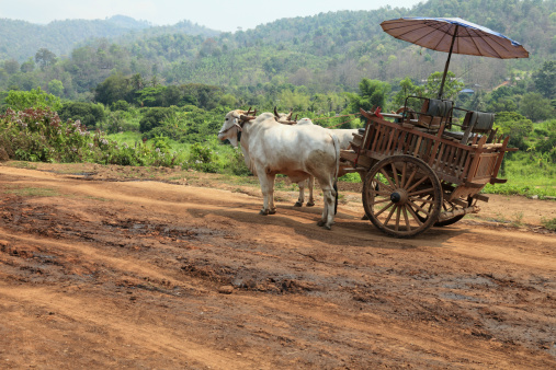 Traditional oxcart in Thailand