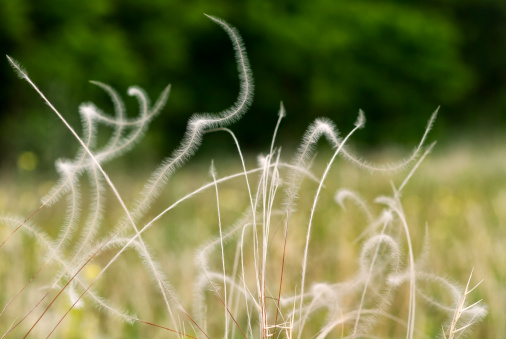 Blooming fluffy dandelion head. Fluffy umbrellas with dew drops on a green background. Macrophotography.