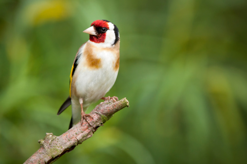 A closeup image of a small European Goldfinch perched on a twig in a wintery landscape