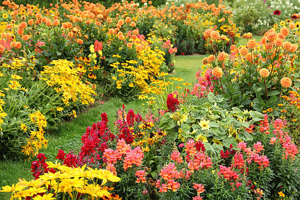 kwiat ogród latem - snapdragon zdjęcia i obrazy z banku zdjęć