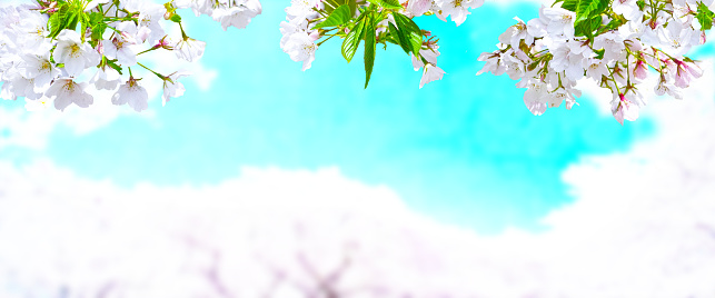 Image of blue sky and wild cherry blossoms in full bloom