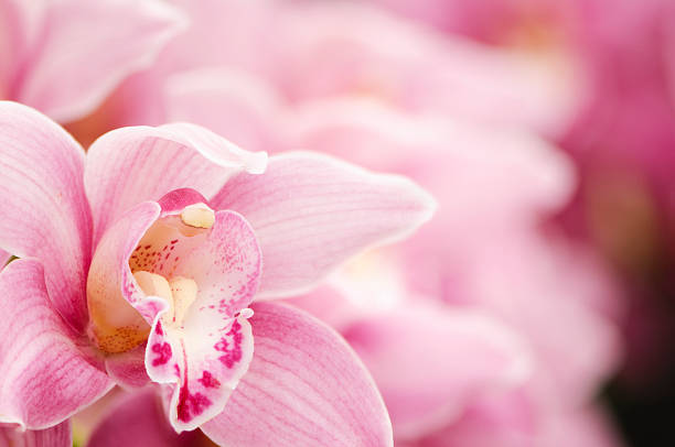 Pink blooming Cymbidium orchids Close-up of a Pink Cymbidium Orchid with copy space. orchid photos stock pictures, royalty-free photos & images