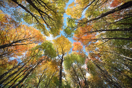 Bosque de arce dosel, otoño. photo