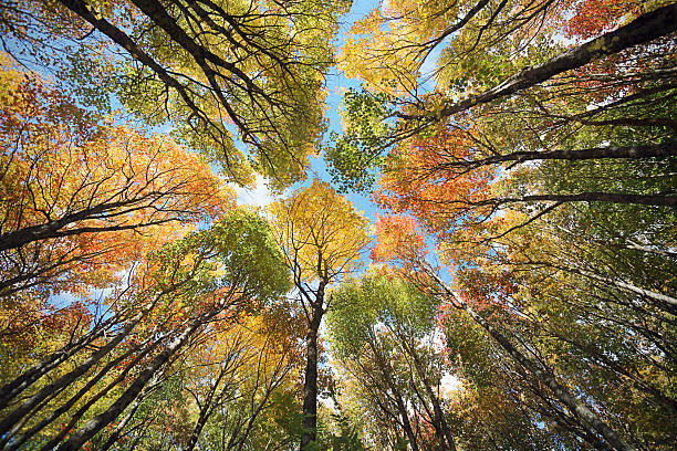 Maple forest canopy, Autumn. Maple forest canopy at the height of the Autumn, photographed on Prince Edward Island, Canada, with an ultra wide angle lens. tree canopy stock pictures, royalty-free photos & images