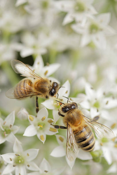 Bees Honey bees working on garlic chive flower. chives allium schoenoprasum purple flowers and leaves stock pictures, royalty-free photos & images