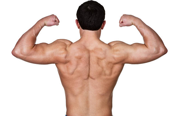 Muscular back of man Muscular man shot from behind and isolated on white background  deltoid stock pictures, royalty-free photos & images