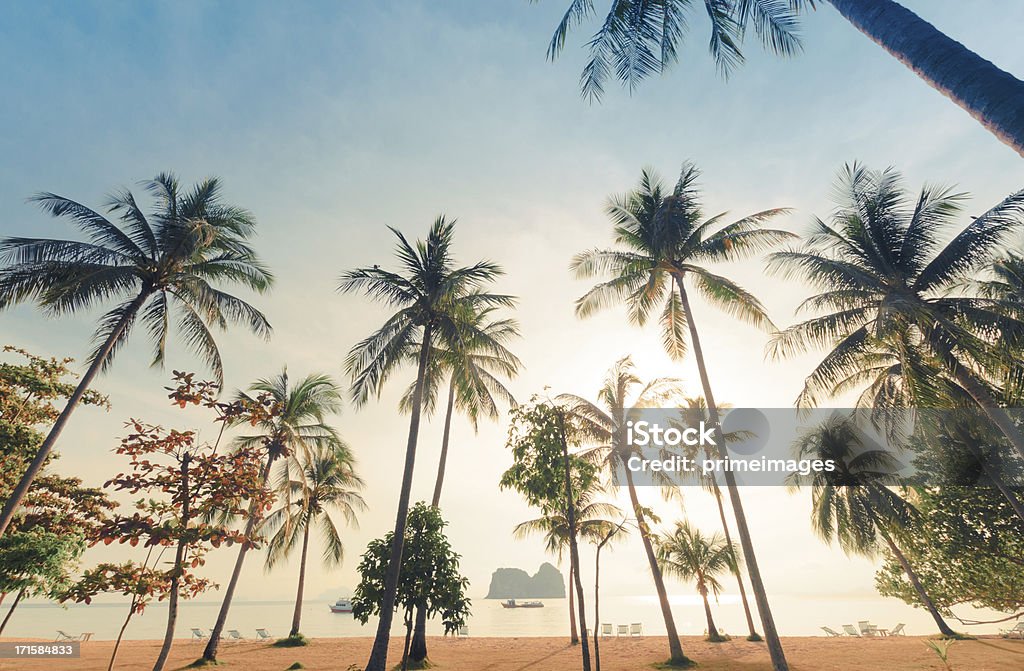 Bela Árvore de coco na praia - Royalty-free Fotografia - Imagem Foto de stock