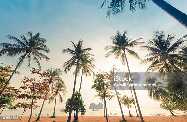 Bela Árvore De Coco Na Praia - Fotografias de stock e mais imagens de Fotografia - Imagem - Fotografia - Imagem, Praia, Palmeira