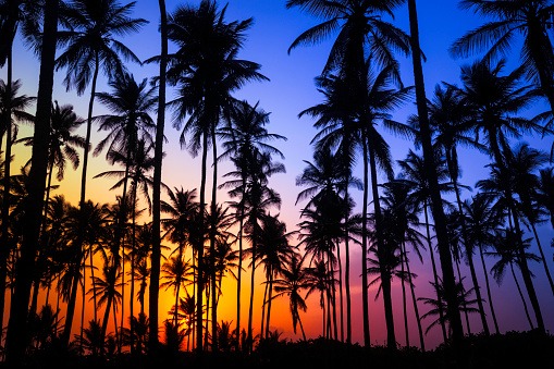 Colorido tropical coco trees at sunrise photo