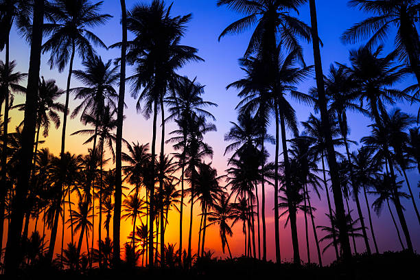 colorido tropical coco trees at sunrise - isla grande de hawai islas de hawai fotografías e imágenes de stock