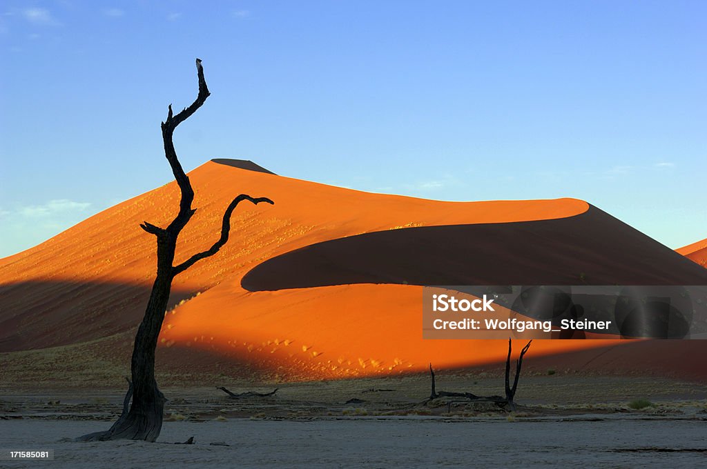朝の光に、前景の砂丘木 - ソススフレイのロイヤリティフリーストックフォト