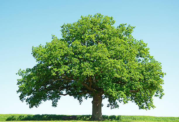 istock Single old oak tree in spring and young wheat field 171585108