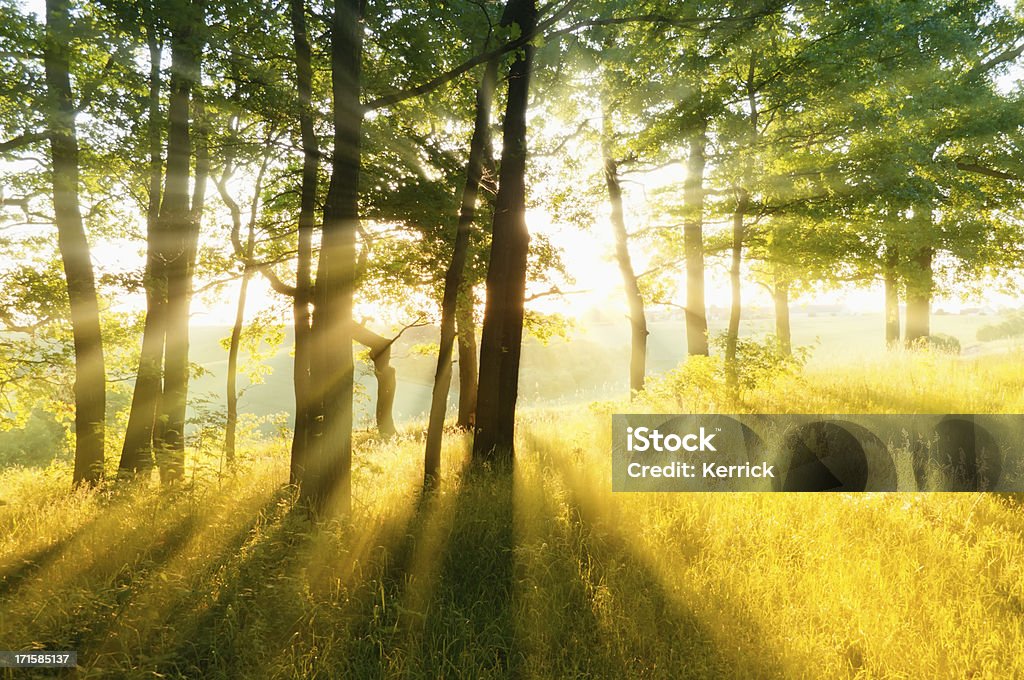 Wald in Hintergrundbeleuchtung - Lizenzfrei Frühling Stock-Foto