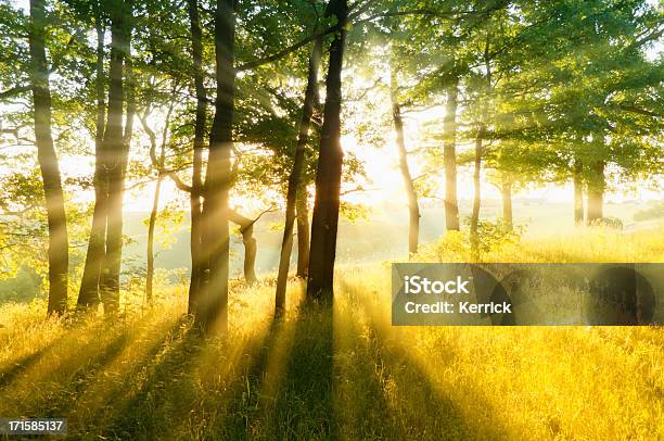 Wald In Hintergrundbeleuchtung Stockfoto und mehr Bilder von Frühling - Frühling, Landschaft, Mai