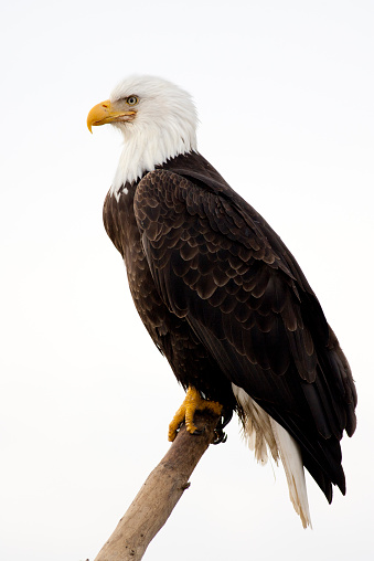 Águila calva-con fondo blanco photo
