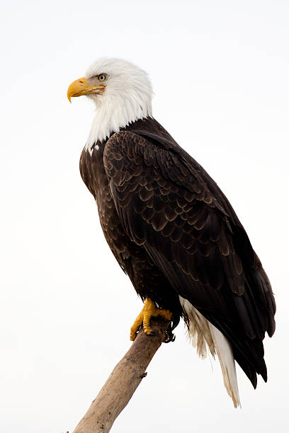 bald eagle-con sfondo bianco - appollaiarsi foto e immagini stock