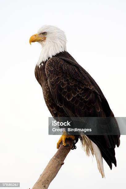 Bald Eagle With White Background Stock Photo - Download Image Now - Bald Eagle, Eagle - Bird, Cut Out