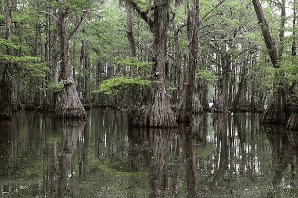 misteriosas louisiana swamp - cypress swamp fotografías e imágenes de stock