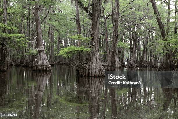 Misteriosas Louisiana Swamp Foto de stock y más banco de imágenes de Pantano - Zona húmeda - Pantano - Zona húmeda, Ciénaga de cipreses, Ciprés de los Pantanos