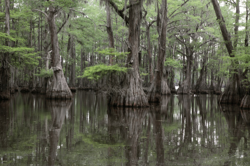 Bald Cypress Swamp in Louisiana.