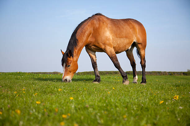 bay horse grazing stock photo