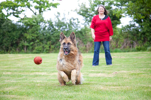 dog and red ball