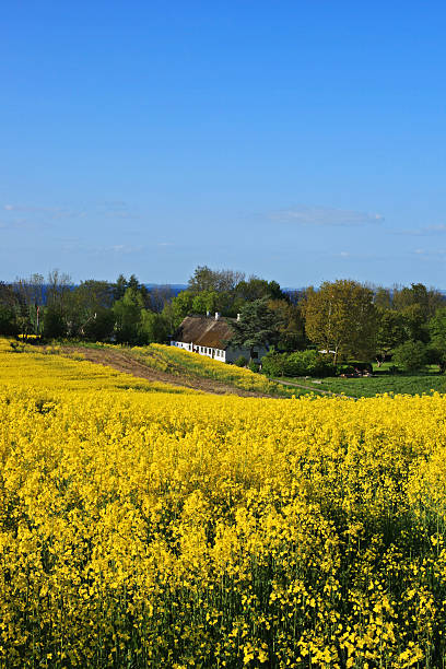 belo campo de canola, antiga fazenda e do mar, south jutland, dinamarca - field flower danish culture sunlight - fotografias e filmes do acervo