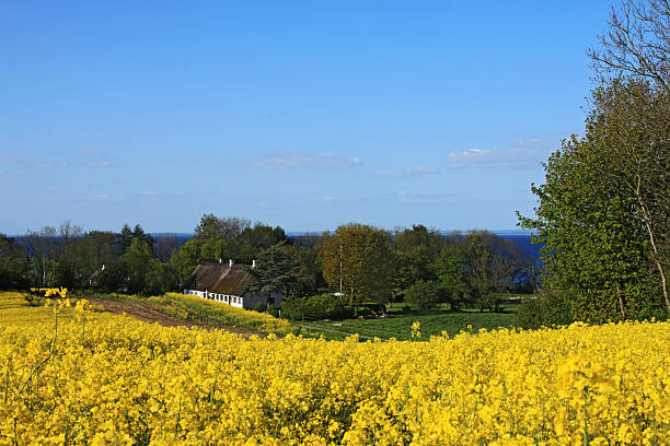 campo de canola, antiga fazenda e o mar, no sul da jutland, dinamarca - field flower danish culture sunlight - fotografias e filmes do acervo