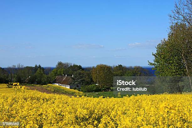 Canola Field Antiga Casa De Quinta E Mar No Sul Jutlândia Dinamarca - Fotografias de stock e mais imagens de Dinamarca