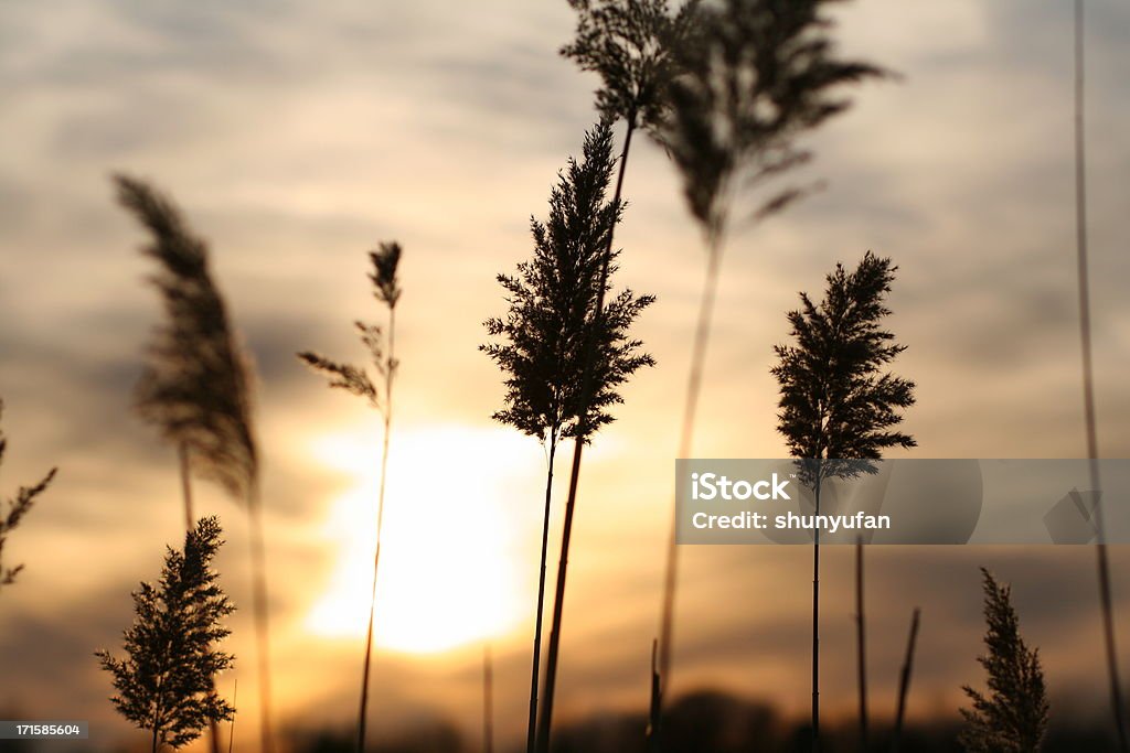 Nature: Mer au coucher du soleil - Photo de Angle de prise de vue libre de droits