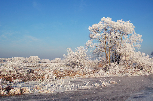 winter landscape at Havel river (Germany, Brandenburg). Willow Trees with frost growing on a river. water reflections.