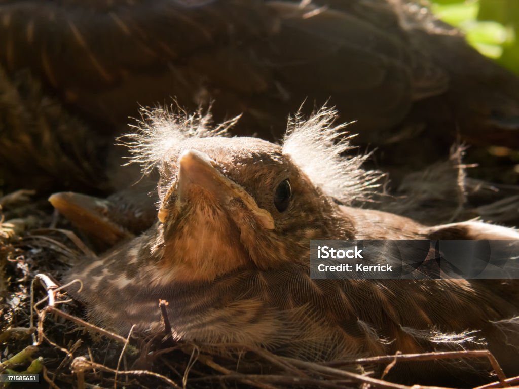 Süße blackbird baby in Nahaufnahme-morgens ein leuchtendes - Lizenzfrei Amsel Stock-Foto