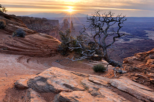 Canyonlands sunrise landscape with dry tree
