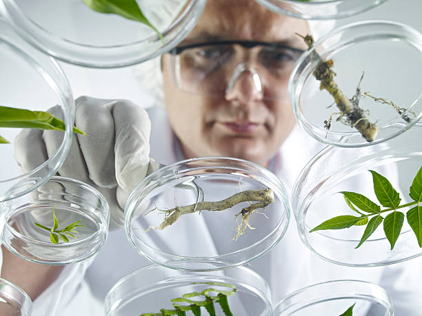 istock Scientist Examining Petri Dishes 171585748
