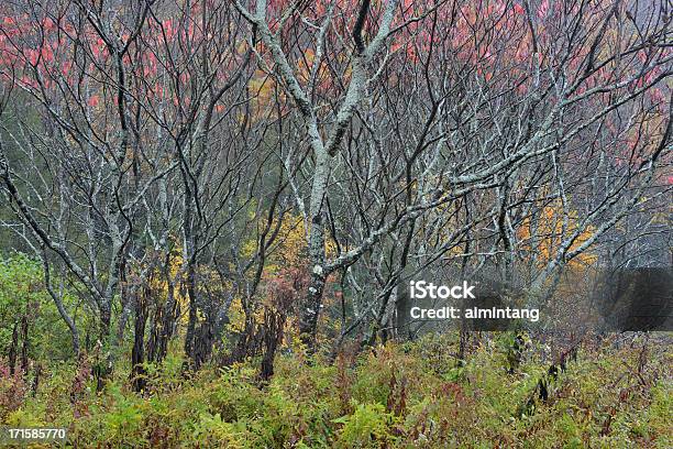 Flora In 추절 0명에 대한 스톡 사진 및 기타 이미지 - 0명, 가을, 경관