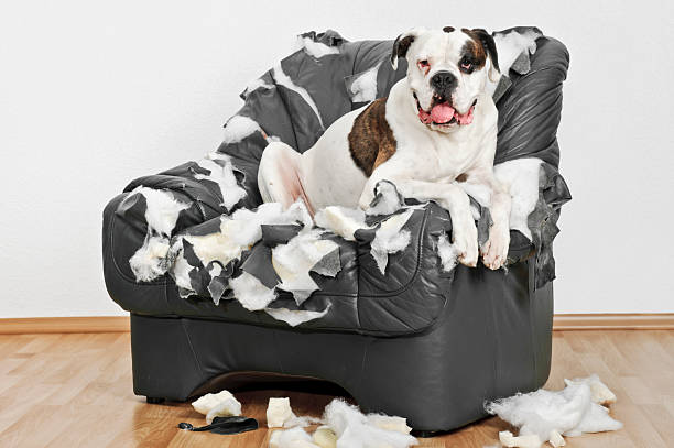 외로운 boxer 경견 - dog furniture destruction damaged 뉴스 사진 이미지