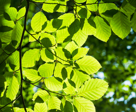 View from below of leaves on a beech tree during summer.