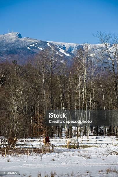 Los Caballos Pastan En Stowe A Las Montañas Foto de stock y más banco de imágenes de Invierno - Invierno, Monte Mansfield, Stowe - Vermont