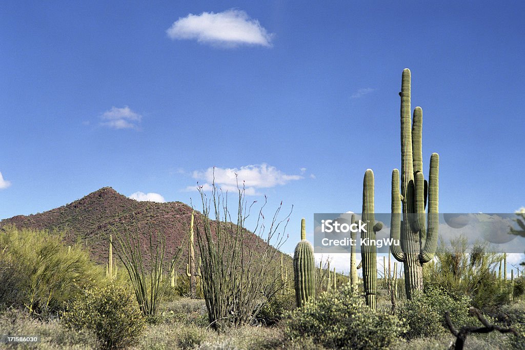 Paysages du désert - Photo de Cactus libre de droits