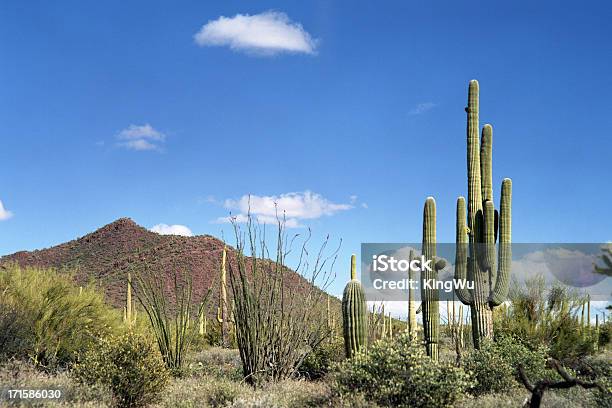 Photo libre de droit de Paysages Du Désert banque d'images et plus d'images libres de droit de Cactus - Cactus, Désert, Tucson