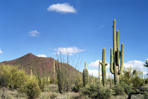 Giant cactus Saguaro cactus (Carnegiea gigantea) against the background of a cloudy sky, Arizona USA