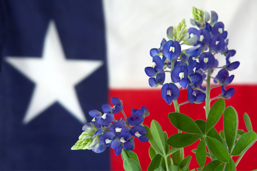 Photo of bluebonnet flower which are the state flower of Texas with a Texas flag in the background