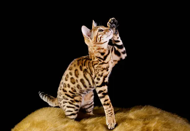 Horizontal studo shot on black and fake fur of 3 month old Bengal kitten just lifting off with front paws.