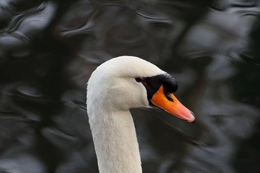 White swan's head against abstract blurred background. Background is a lake out of focus due to shallow depth of field and interesting light.