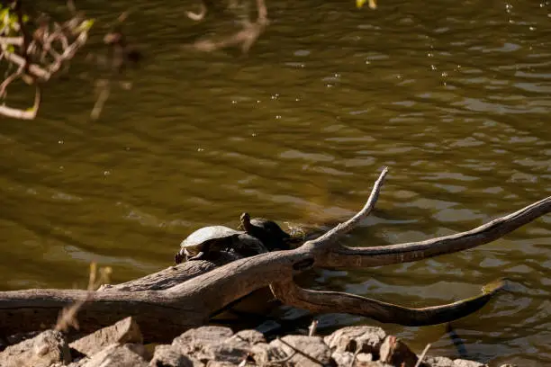 Photo of Two survived turtles sitting on driftwood after flooding.