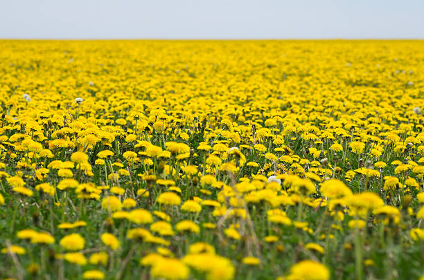 A field of yellow dandelions in full bloom, stretching to the horizon. (Selective focus on lower center of image.)Similar Images:
