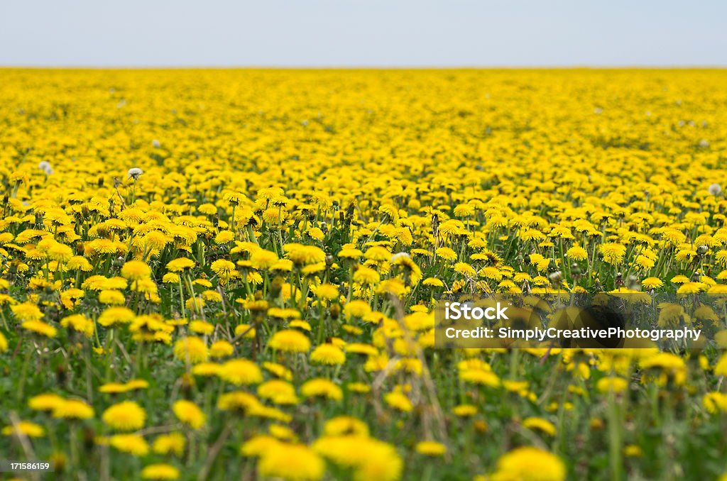 Campo de Dandelions - Royalty-free Campo agrícola Foto de stock