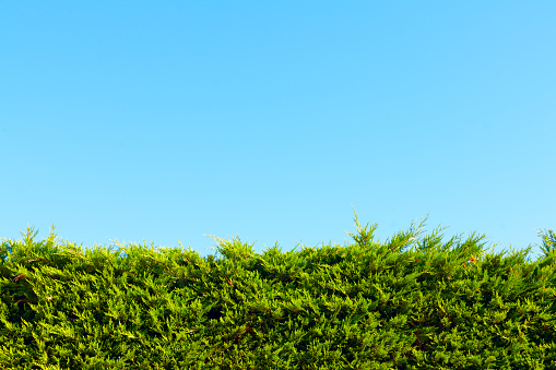 Tropical green hedge over wall. With sky background