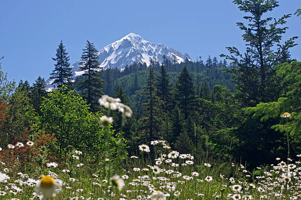 istock Mt. Hood in Summer 171586363